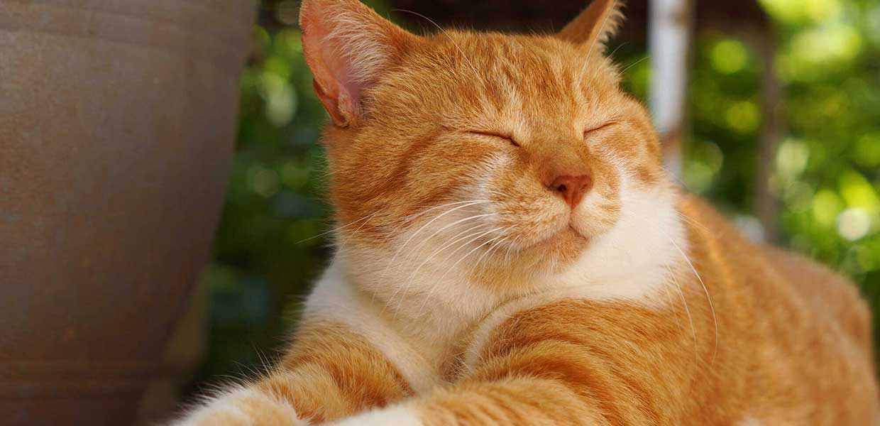 Orange Cat