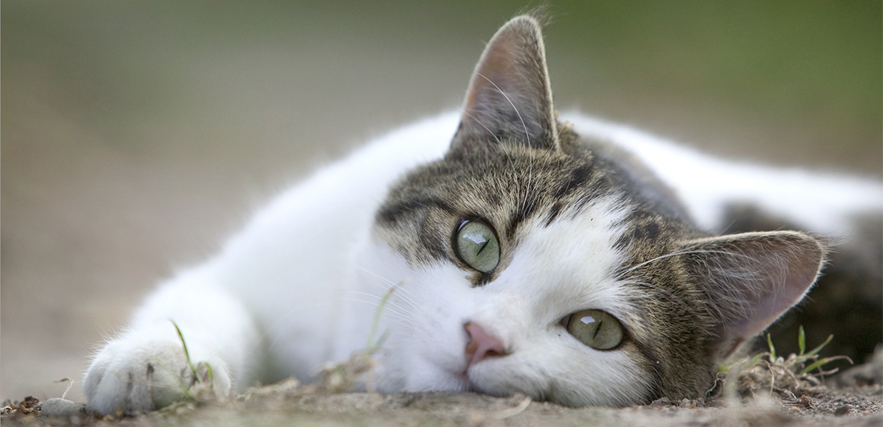 White and Brown Cat