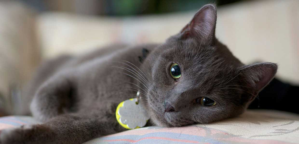 Grey Cat