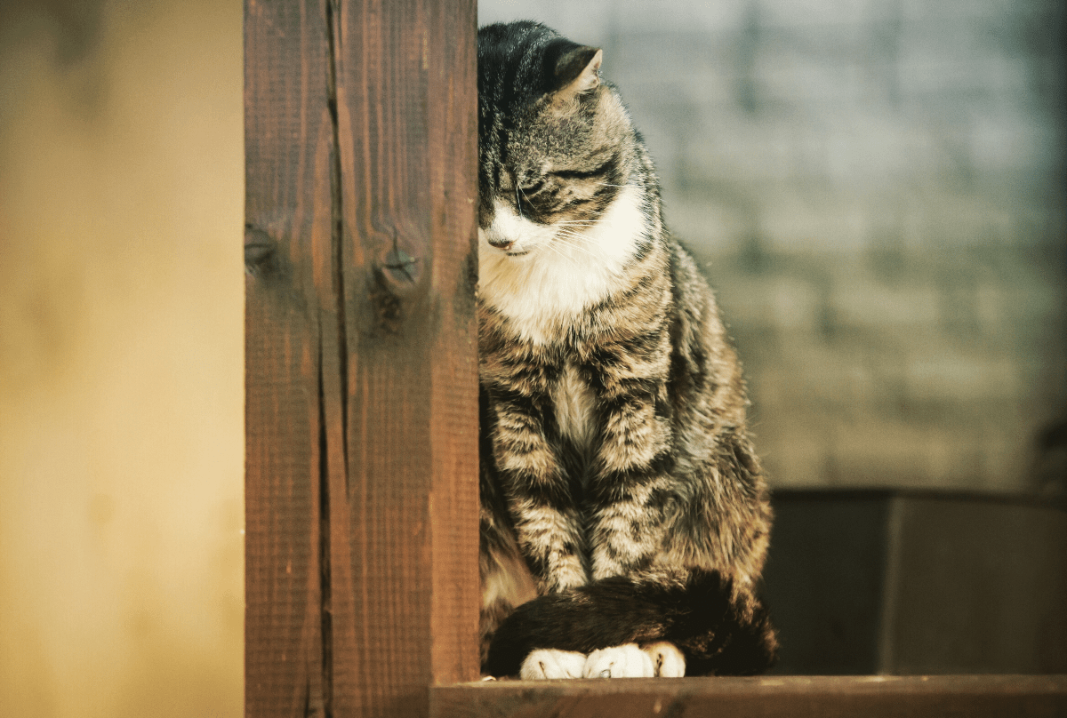 Sad Cat